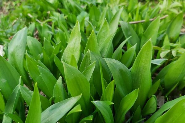 Karulauk – parim organismi kevadine turgutaja