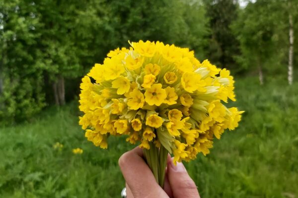 Nurmenukk – armastus, rahu, surematus